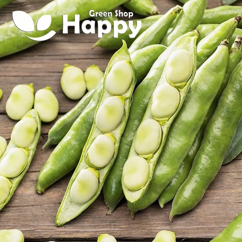 Broad bean 'Windsor' - 15 seeds (Vicia faba)