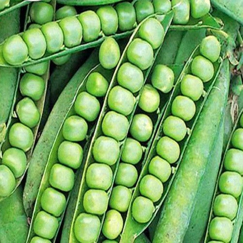 Pea 'Alderman' - 100 seeds (Pisum sativum)