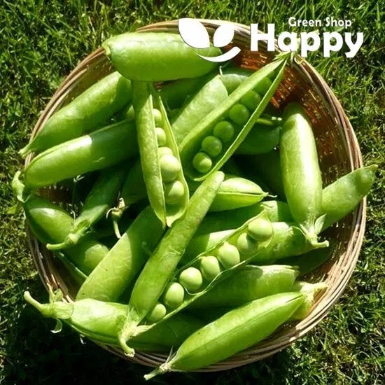 Pea 'Rondo' Maincrop - 100 seeds (Pisum sativum)