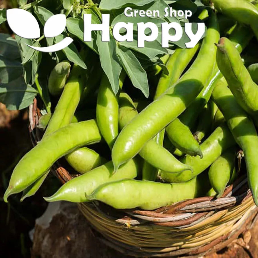Broad bean 'Bison' - 15 seeds (Vicia faba)