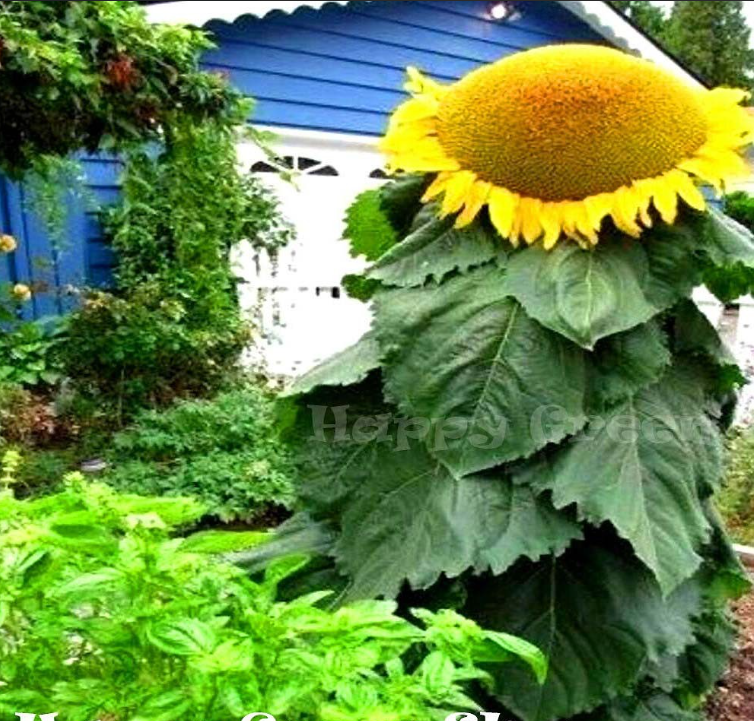 Sunflower 'Mongolian Giant' - 10 seeds (Helianthus annuus)