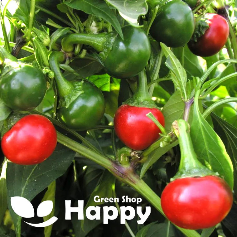 Hot Chilli Pepper 'Koral' - 100 seeds (Capsicum annuum)