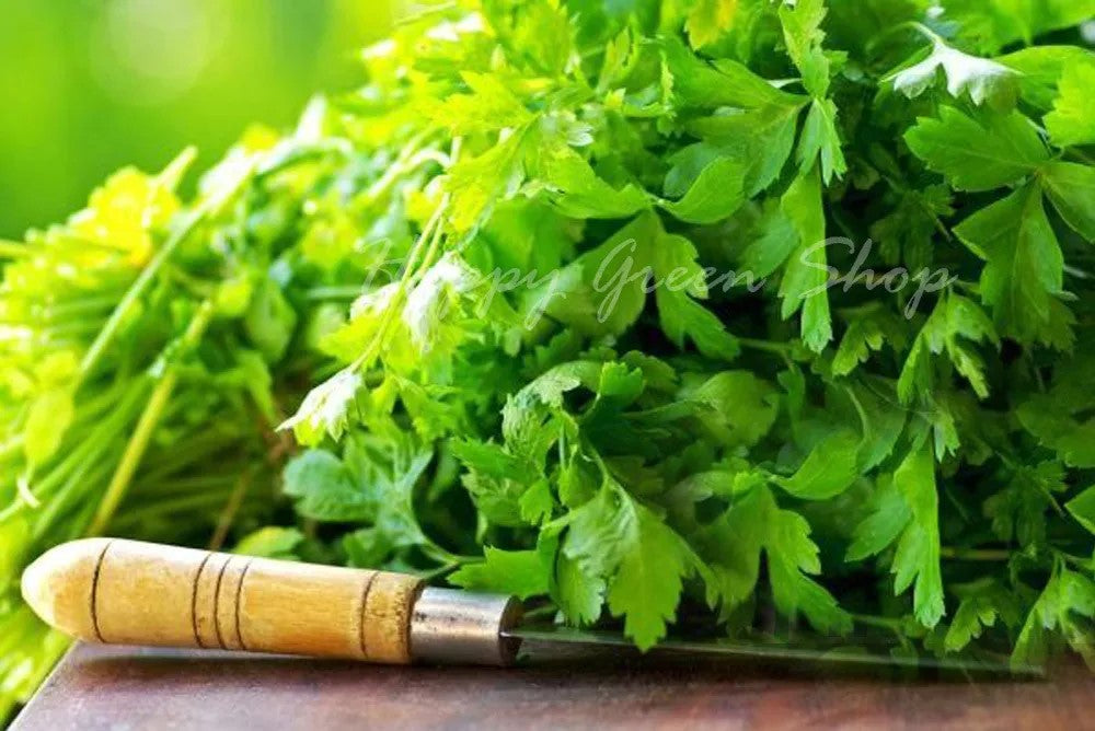 Coriander - 400 seeds (Coriandrum sativum)