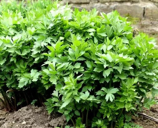 Lovage - 400 seeds (Levisticum officinale)