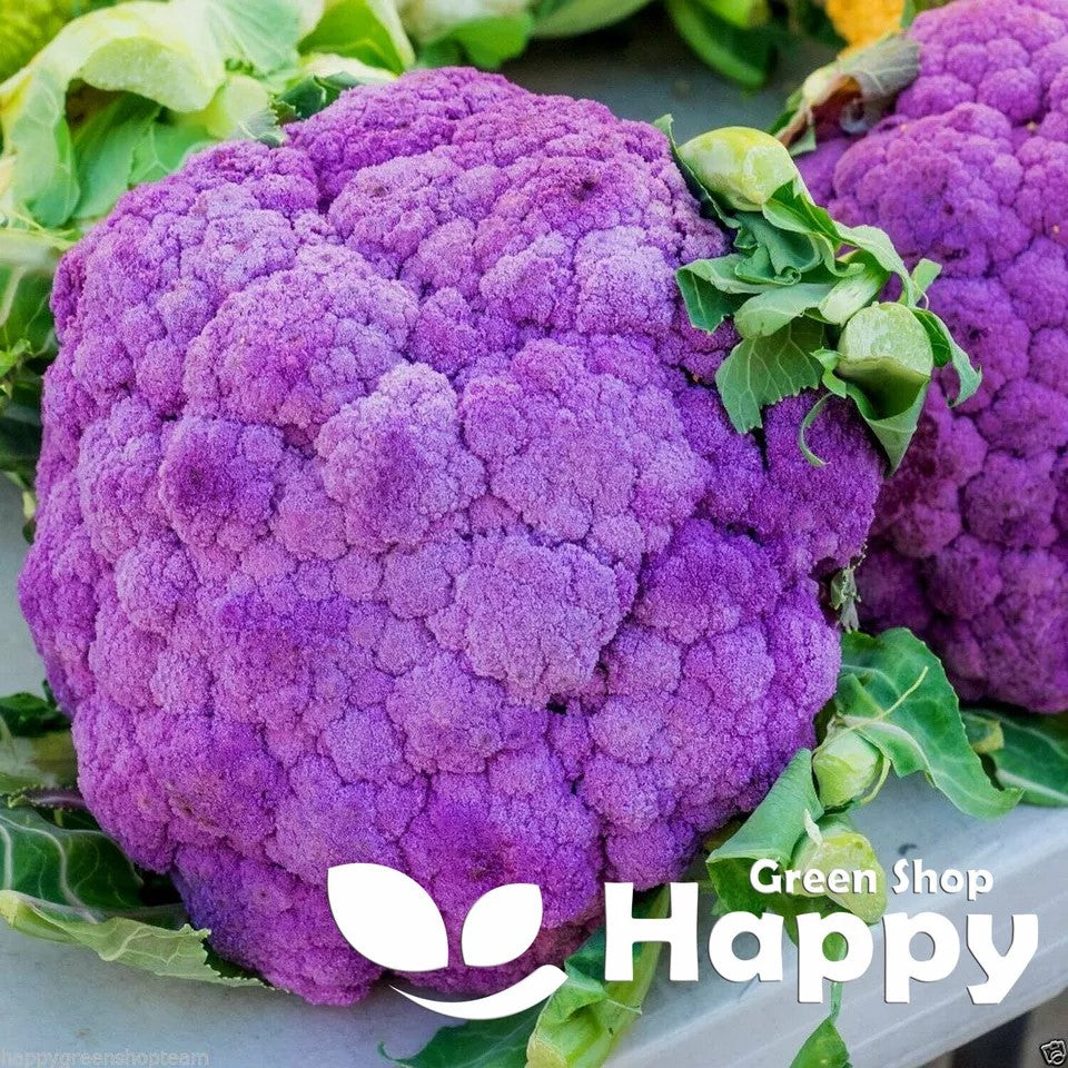 Cauliflower 'Di Sicilia Violetto' - 50 seeds (Brassica oleracea)