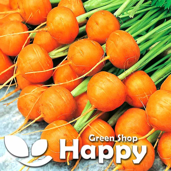 Carrot 'Paris Market' - 2000 seeds (Daucus carota)