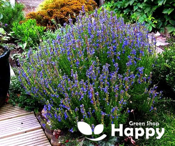 Hyssop - 1000 seeds (Hyssopus officinalis)