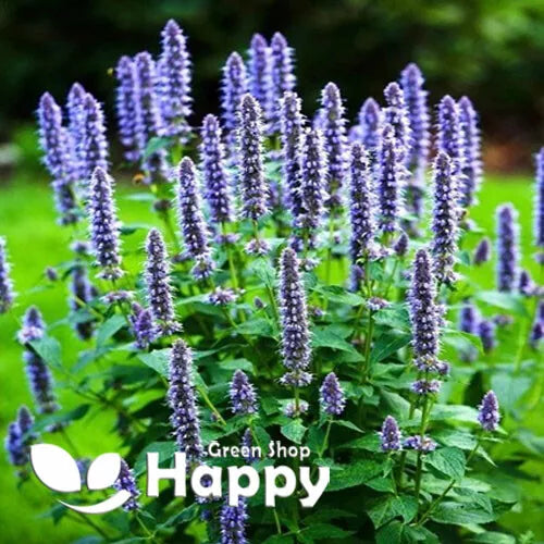 Hyssop - 1000 seeds (Hyssopus officinalis)