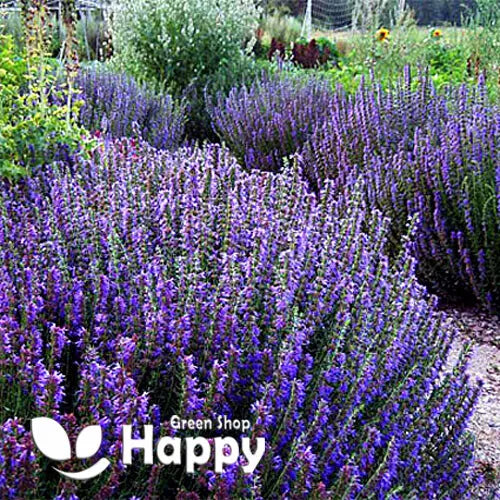 Hyssop - 1000 seeds (Hyssopus officinalis)
