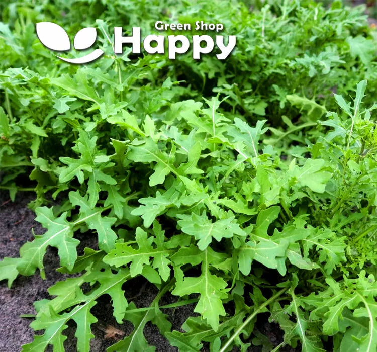 Arugula, Garden Rocket - 3000 seeds (Eruca sativa)