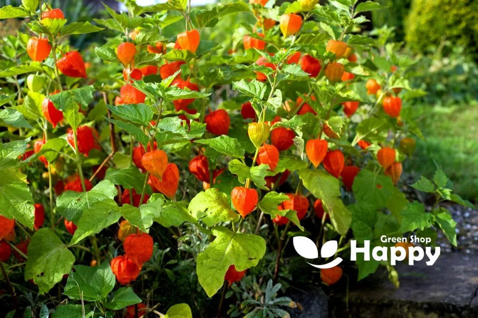 Tomatillo - 120 seeds (Physalis ixocarpa)