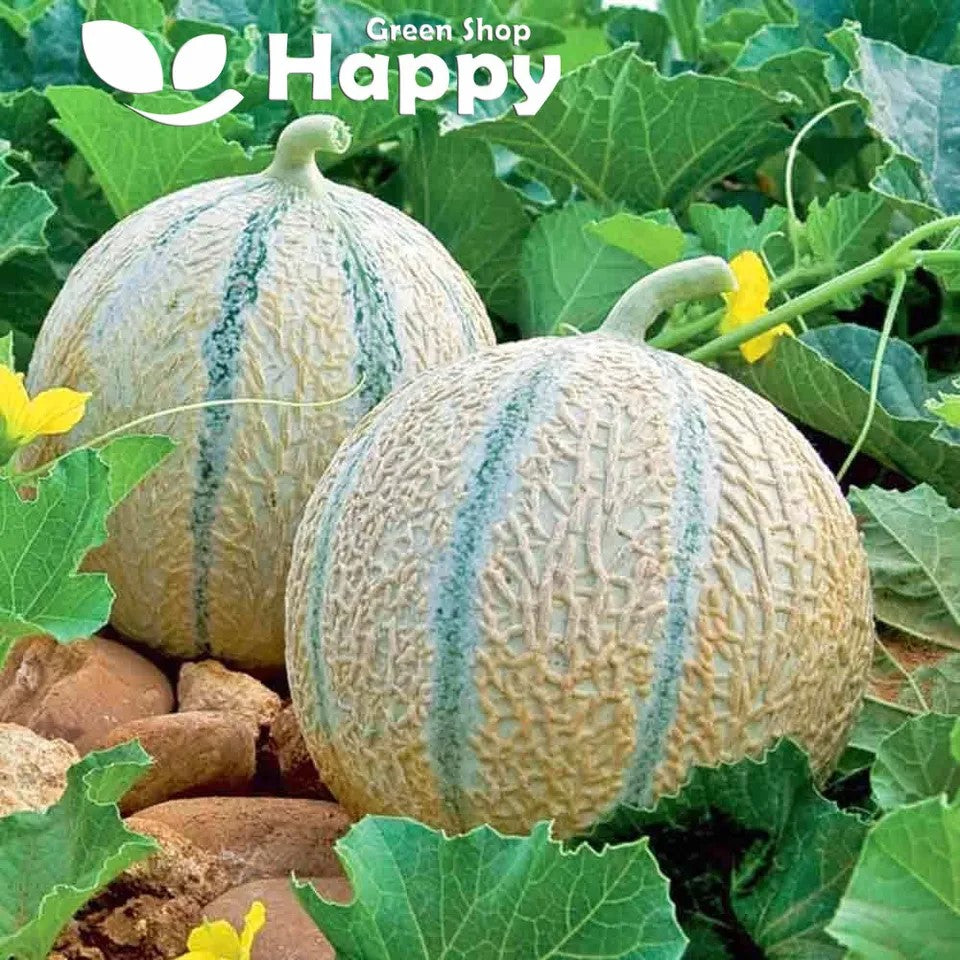 Melon 'Charentais' - 60 seeds (Cucumis melo)