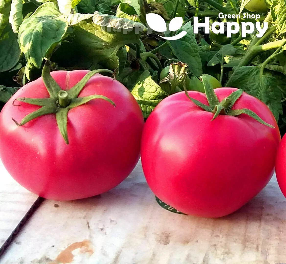 Tomato  'Adonis' pink - 150 seeds (Solanum lycopersicon)