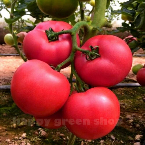 Tomato  'Adonis' pink - 150 seeds (Solanum lycopersicon)