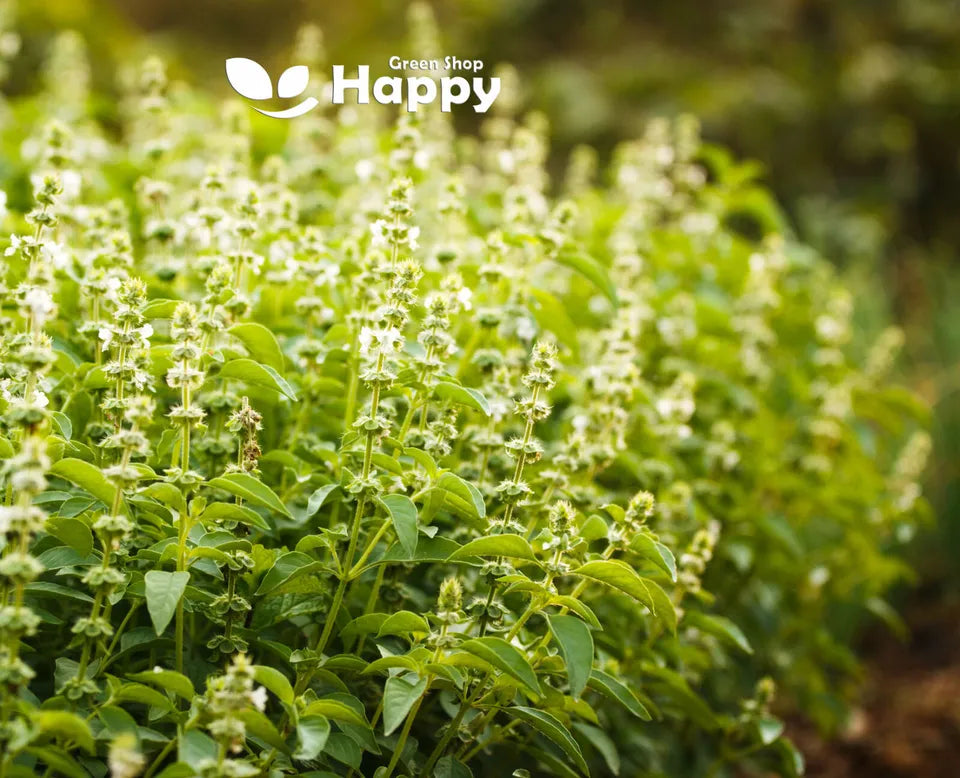 Holy Basil Herb - 1000 seeds (Ocimum Sanctum)