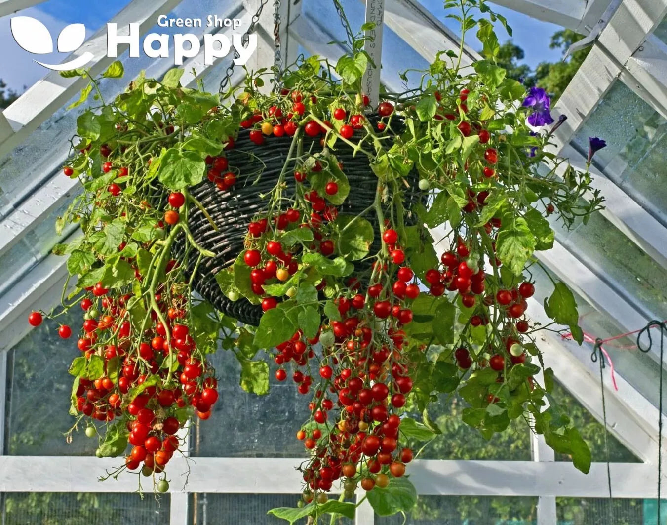 Tomato trailing 'Gardenperle' - 100 seeds (Solanum lycopersicum)