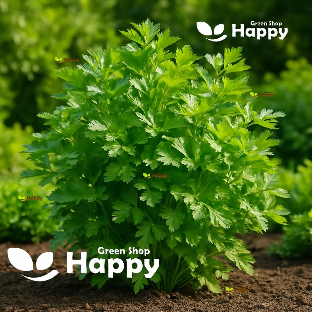 Parsley 'Italian giant' - 4000 seeds (Petroselinum crispum)
