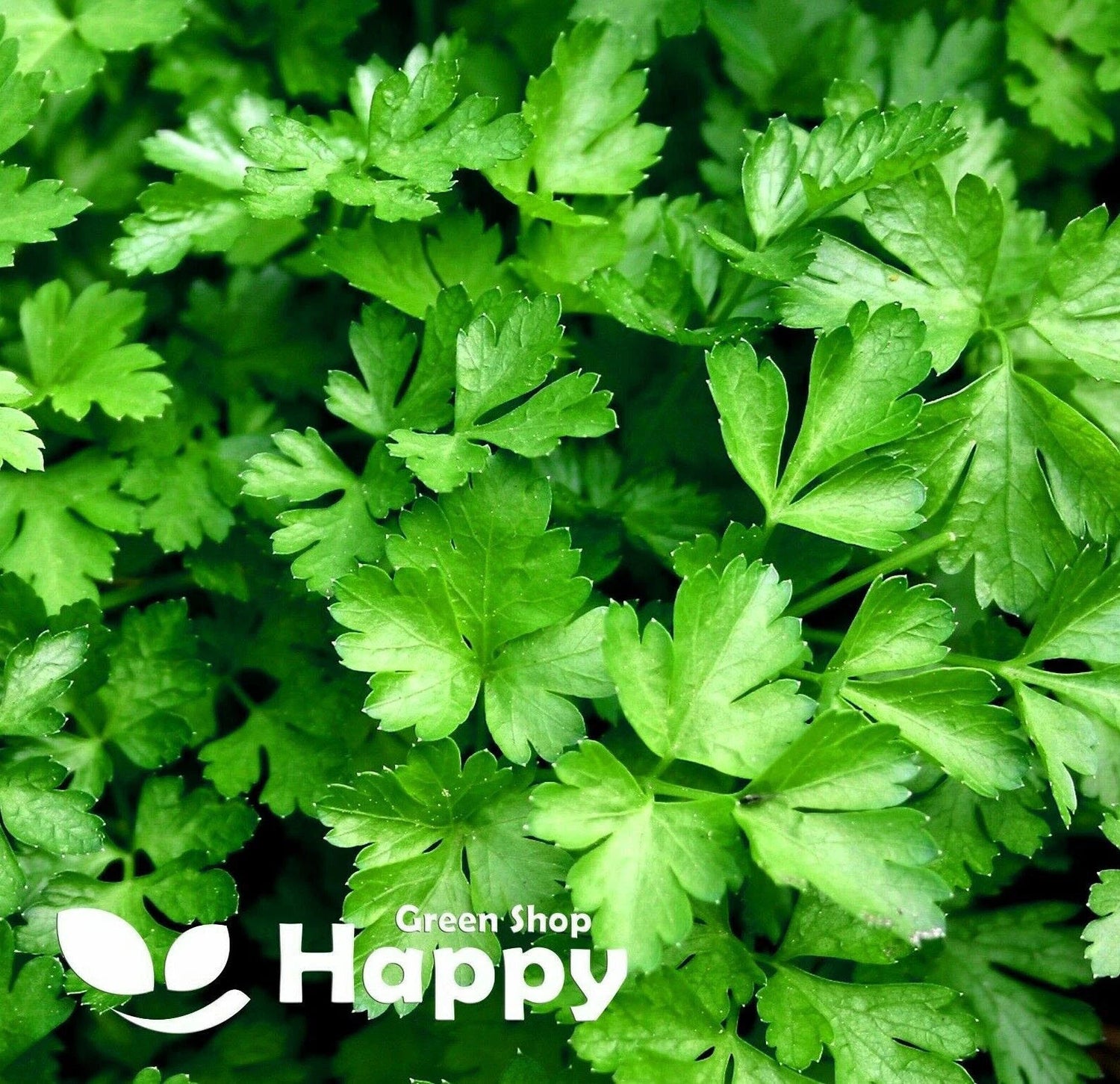 Parsley 'Italian giant' - 4000 seeds (Petroselinum crispum)