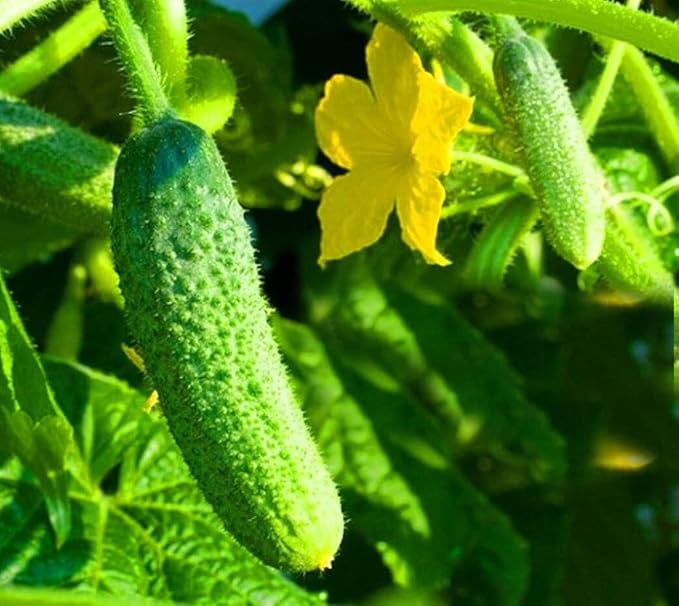 Cucumber 'Gherkin' F1 - 50 seeds (Cucumis sativus)