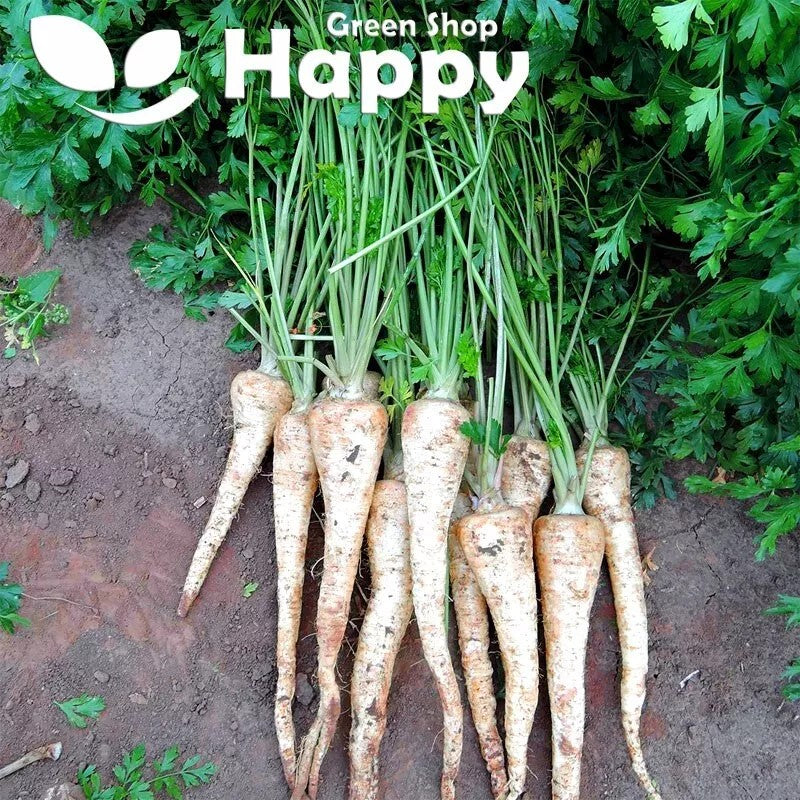 Parsley Root 'Osbourne' - 700 seeds (Petroselinum Crispum)