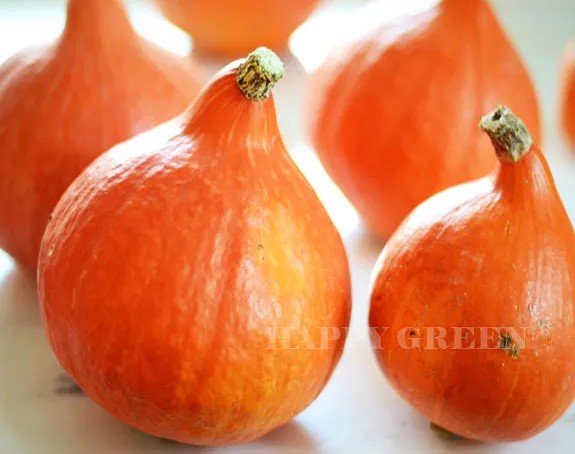 Squash 'Uchiki kuri' - 25 seeds (Cucurbita maxima)