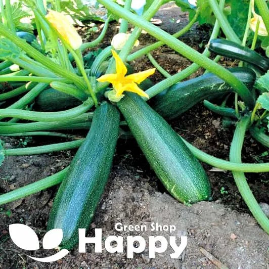 Courgette 'Astra Polka' - 40 seeds (Cucurbita pepo)