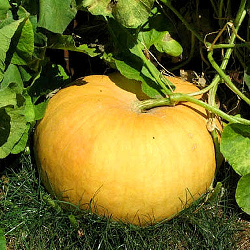 Pumpkin ''Jaune De Paris" - 10 seeds (Rouge vif d'Etampes) - 22KG