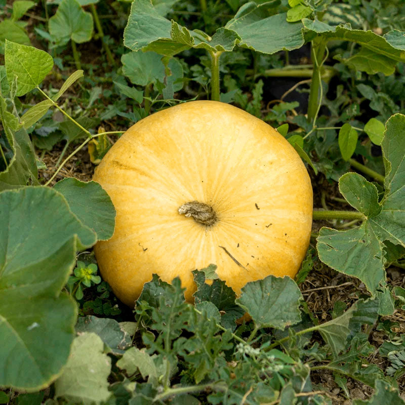 Pumpkin ''Jaune De Paris" - 10 seeds (Rouge vif d'Etampes) - 22KG