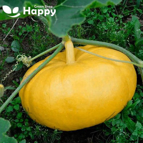 Pumpkin ''Jaune De Paris" - 10 seeds (Rouge vif d'Etampes) - 22KG