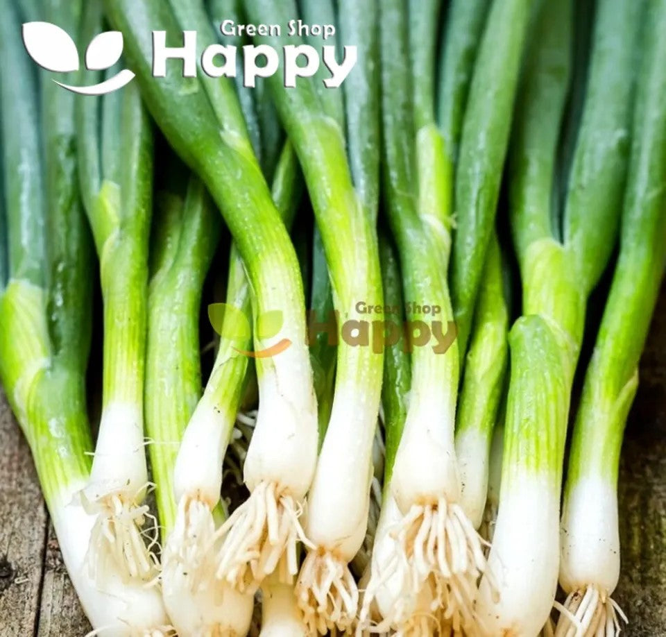Welsh onion 'Kroll' - 500 seeds (Allium fistulosum)