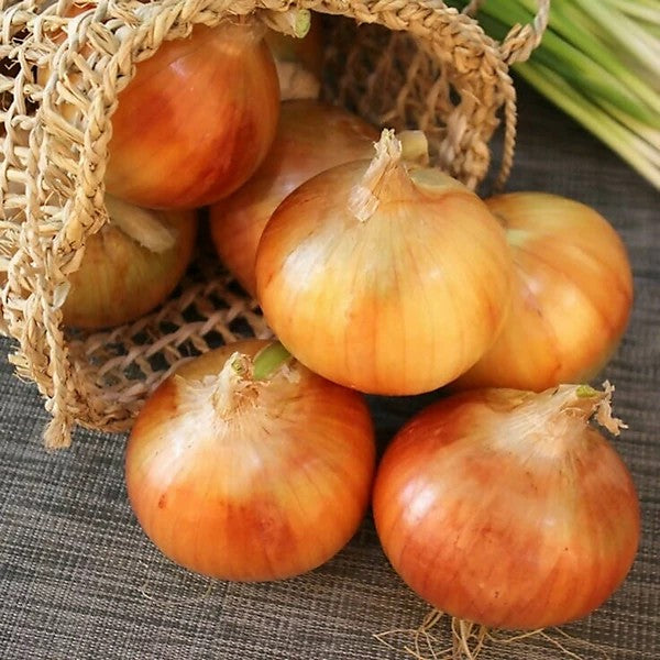 Onion "Augusta" - 200 seeds (Allium Cepa)