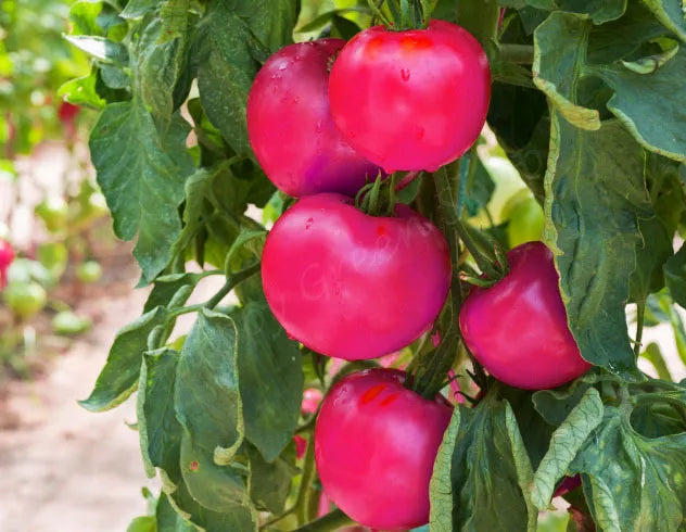 Tomato pink 'Maliniak' - 80 seeds (Solanum lycopersicum)