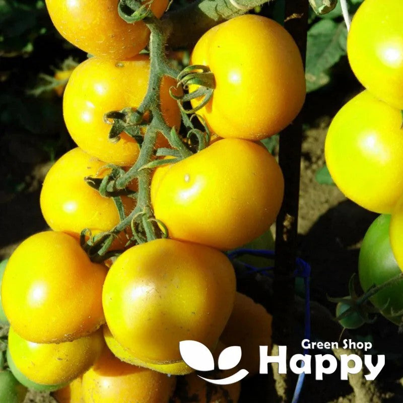Tomato Yellow romus'- 150 seeds (Solanum lycopersicon)