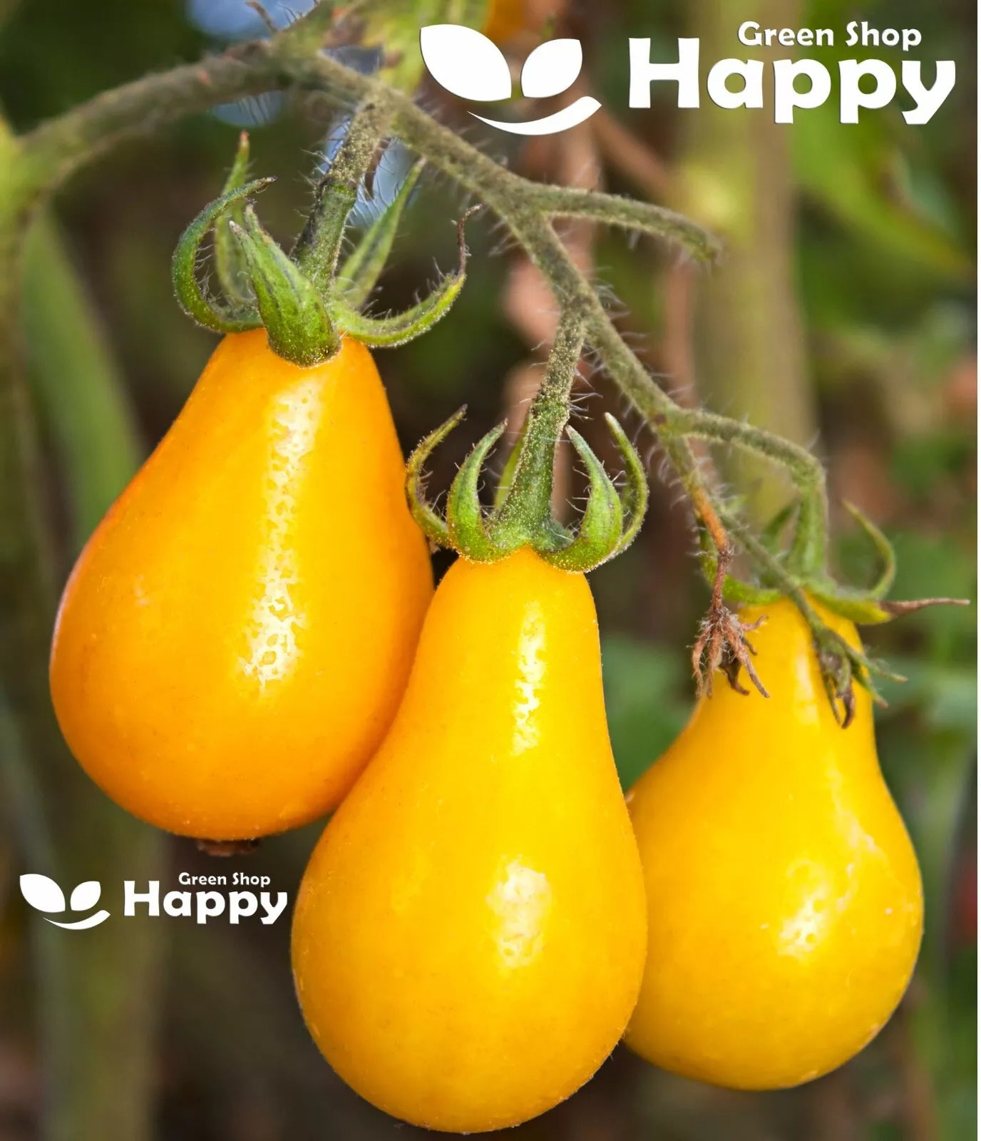 Yellow Pear Tomato - 100 seeds (Solanum lycopersicum)