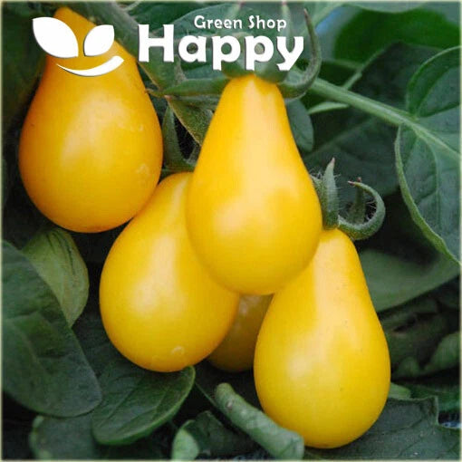 Yellow Pear Tomato - 100 seeds (Solanum lycopersicum)