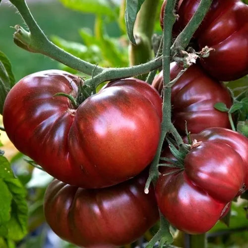 Tomato 'Black prince' - 30 seeds (Solanum lycopersicum)