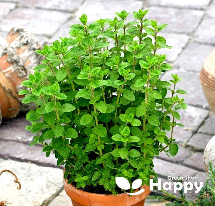 Herb seeds - Sweet Marjoram - 2000 seeds (Tender Perennial Aromatic)