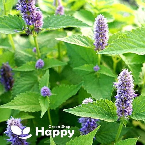 Herb Peppermint - 1500 seeds (Mentha piperita)