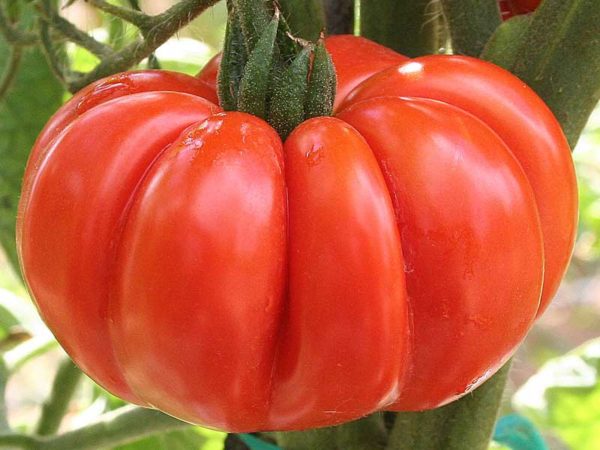 Tomato "Costoluto Fiorentino" - 60 seeds (Solanum lycopersicon)