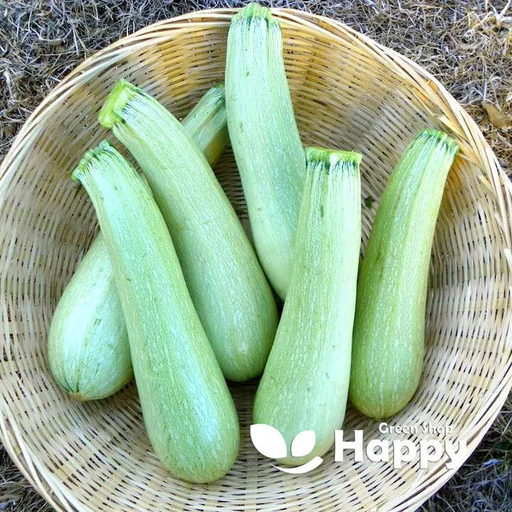 Italian Courgette - 20 seeds (Genovese) - Zucchini Long Pale Green
