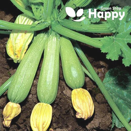 Italian Courgette - 20 seeds (Genovese) - Zucchini Long Pale Green