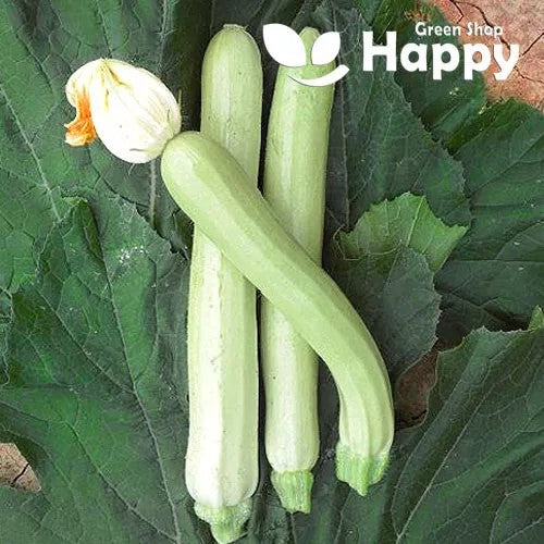 Courgette 'Lungo Blanco' - 15 seeds - Long white zucchini