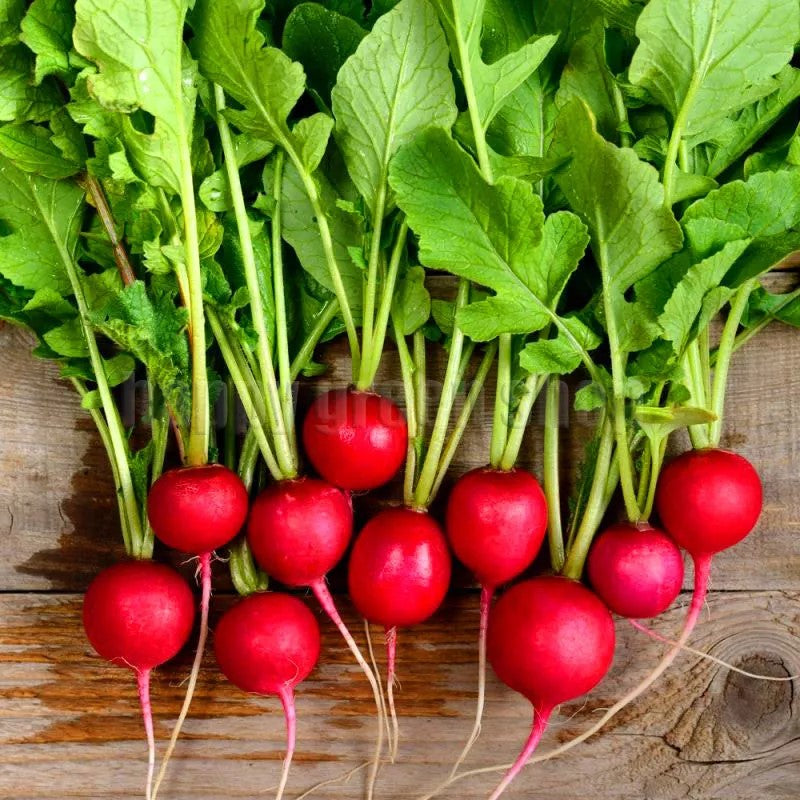 Radish 'Ria' - 400 seeds (Raphanus sativus)