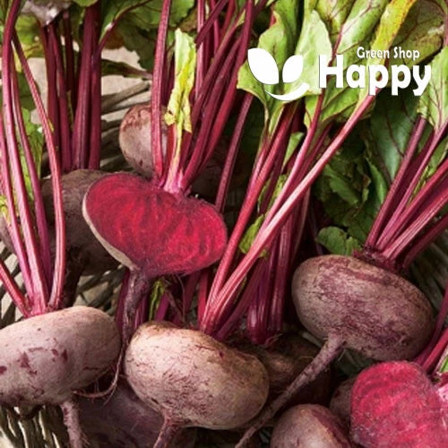 Beetroot (Cylindrica) 'Kahira' - 400 seeds (Beta vulgaris)
