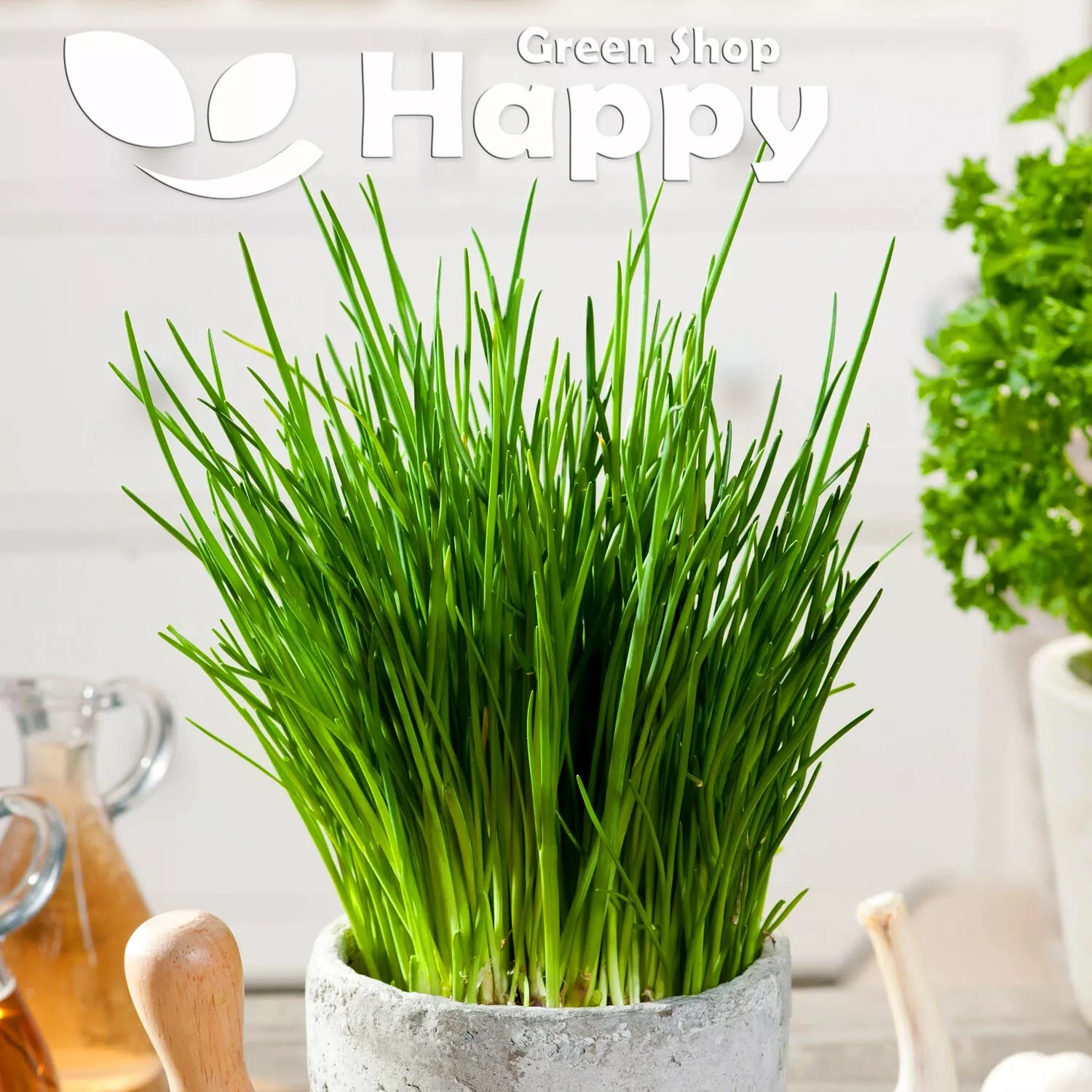 Chives 'Bohemia' - 1000 seeds (Allium schoenoprasum) - Hardy Perennial - Overwintering