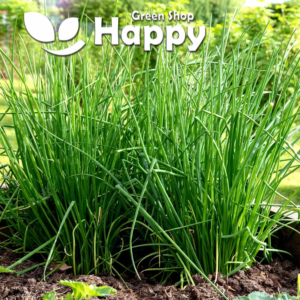 Chives 'Bohemia' - 1000 seeds (Allium schoenoprasum) - Hardy Perennial - Overwintering