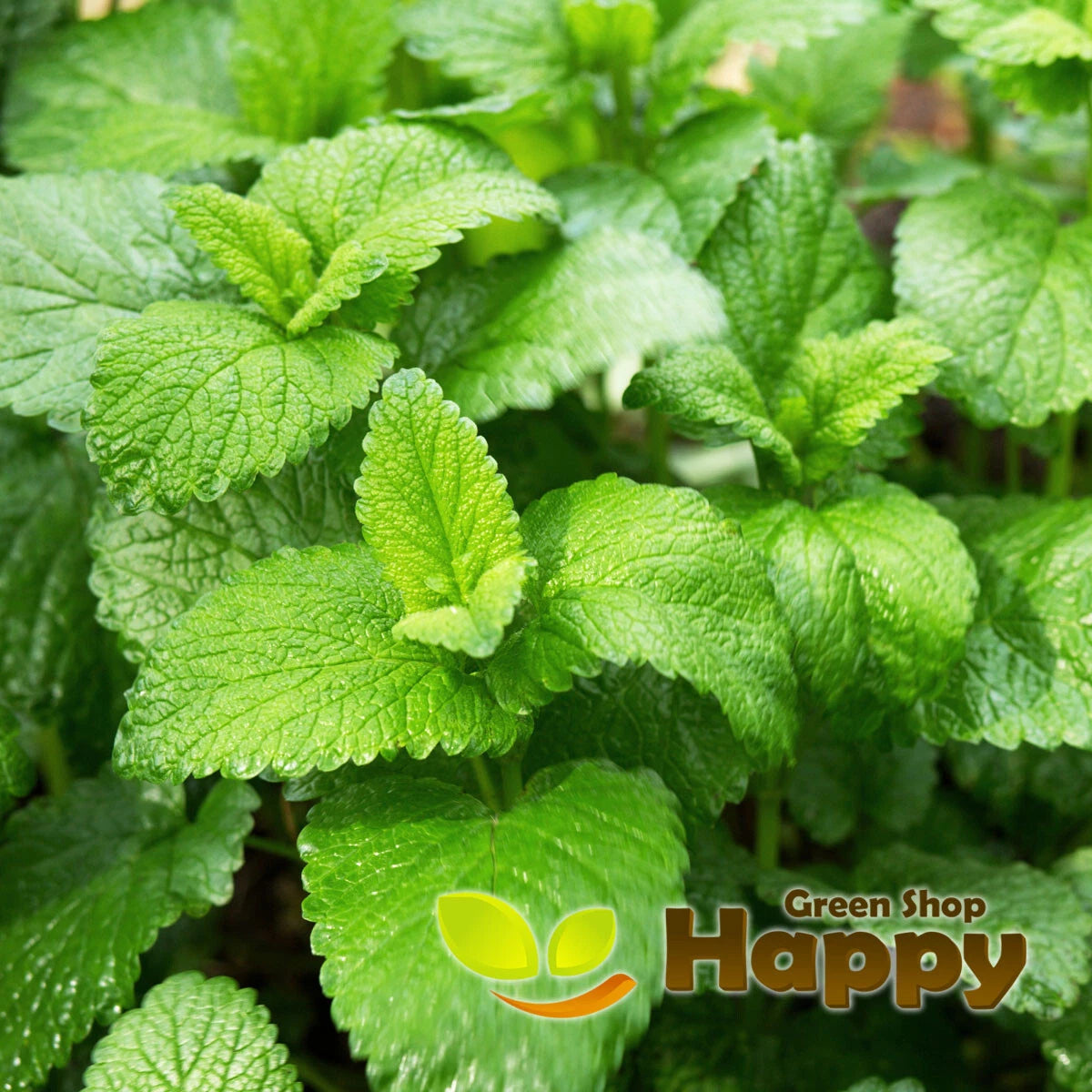 Lemon balm - 1700 seeds (Melissa officinalis)