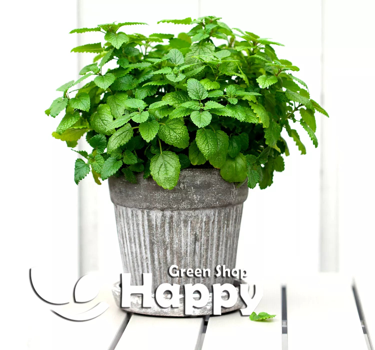 Lemon balm - 1700 seeds (Melissa officinalis)