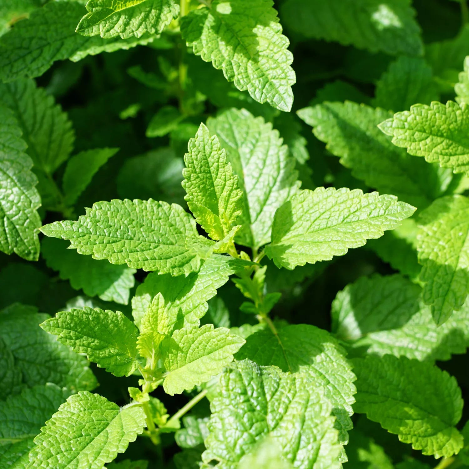 Lemon balm - 1700 seeds (Melissa officinalis)