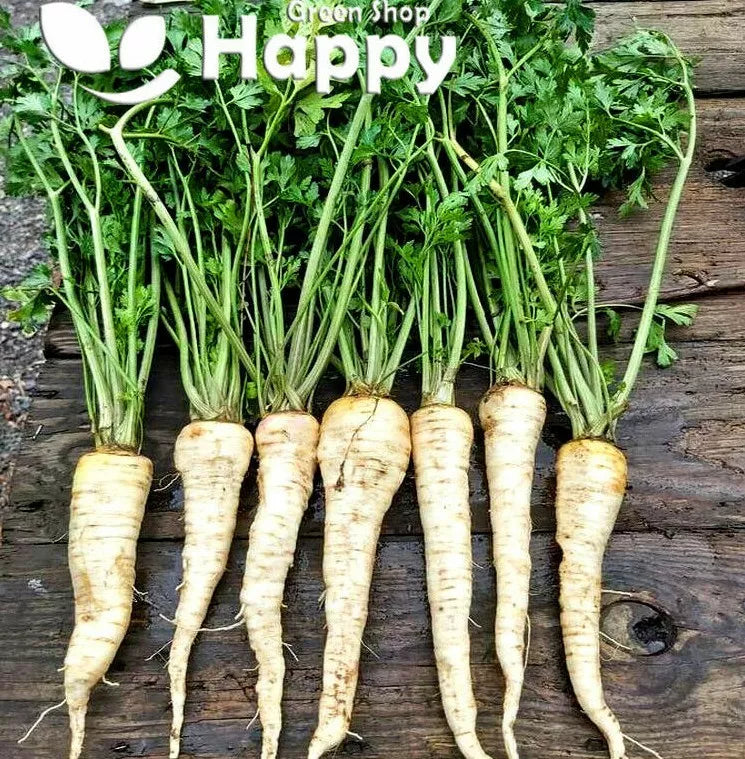 Parsley hamburg 'Alba' - 400 seeds (Petroselinum crispum)